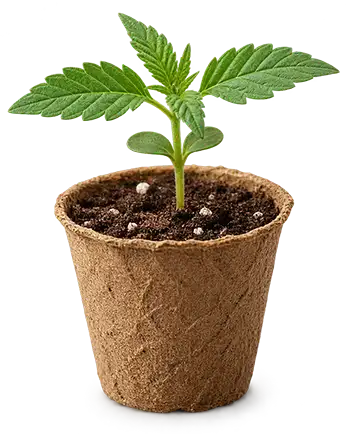 Young cannabis seedling in a starter cup